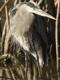 Great Blue Heron in Front of Red Mangrove Roots, Sanibel Island, Florida Photographic Print by Tim Laman