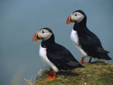 Iceland, Ingolfshofdi, Pair of Atlantic Puffins on Grass Covered Cliff Photographic Print by Brimberg & Coulson 