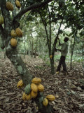 Cacao Tree Laden with Fat Yellow Seed Pods Lámina fotográfica por James L. Stanfield