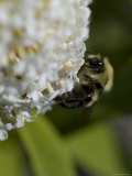 Close-Up of a Bee on a White Flower, Groton, Connecticut Photographic Print by Todd Gipstein