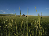 Barn Standing in an Open Field and Framed by Ears of Wheat, Utah Photographie par James P. Blair