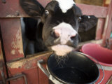 Calf with its Head Through the Stall Door, Pennsylvania Fotografie-Druck von Tim Laman
