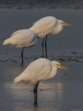 Great Egrets Photographic Print by George Grall