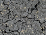 Dry Weather Creates Deep Cracks in the Dirt, Billings, Montana Photographic Print by Joel Sartore