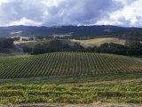 Grape Vines on Opolo Vineyards and Surrounding Oak Woodlands, California Photographic Print by Rich Reid