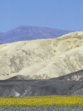 El Nino Wildflowers in Death Valley and the Funeral Mountains, California Photographic Print by Rich Reid