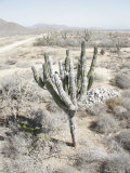 Desert Landscape of Baja Mexico, California Photographic Print by Gina Martin