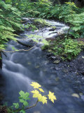 Fall Color Devil's Club Leaves and Stream on Winner Creek Trail, Alaska Lámina fotográfica por Rich Reid