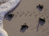 Endangered Greenback Turtle Hatchlings Entering the Sea, Yucatan, Mexico Photographie par Kenneth Garrett