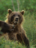 Grizzly Bears, Alaska Photographie par Michael S. Quinton