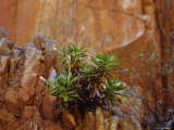 Goodenia Grandiflora Precariously Growing from a Desert Cliff Face, Australia Photographic Print by Jason Edwards