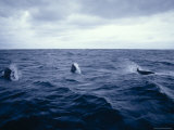 False Killer Whales Leaping and Breaching on a Stormy Ocean Surface, Australia Photographic Print by Jason Edwards