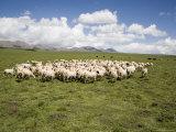Grazing Flock of Sheep with Mountains in the Background in China Photographie par David Evans