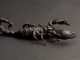 Emperor Scorpion at the Sunset Zoo, Kansas Lámina fotográfica por Joel Sartore Emperor Scorpion at the Sunset Zoo, Kansas Lámina fotográfica por Joel Sartore