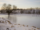 Geese Explore the Frozen Surface of a Country Pond Photographic Print by Stephen St. John