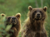 Grizzly Cubs, Alaska Photographic Print by Michael S. Quinton