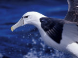 Head, Eye and Beak Detail of a Vulnerable Shy Albatross in Flight, Australia Photographic Print by Jason Edwards