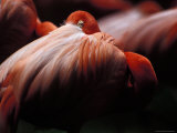 Greater Flamingo Sleeps with its Head Beneath Wing Feathers Photographic Print by Jason Edwards