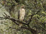 Juvenile Red-Tailed Hawk Perches in an Oak Tree Photographic Print by George Grall