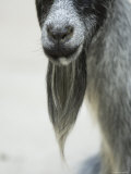 Domestic Goats from the Omaha Zoo, Nebraska Fotografie-Druck von Joel Sartore