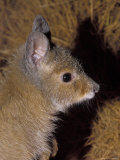Critically Endangered Rufous Hare-Wallaby, Mala, Alice Spring Desert Park, Australia Photographic Print by Jason Edwards