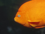 Garibaldi, Hypsypops Rubicundus, Damselfish Cruising the Pacific Ocean, California Fotografie-Druck von James Forte