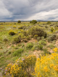 High Desert in Bloom Along Hwy 285 North of Tres Piedras, New Mexico Photographic Print by Michael S. Lewis