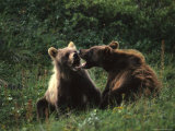 Grizzly Cubs Play Fighting, Alaska Photographic Print by Michael S. Quinton