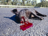 Dead Feral Pig on the Roadside, The Victim of Roadkill, Australia Photographie par Jason Edwards