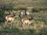 Group of Pronghorn Photographic Print by Rich Reid