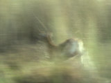 Female Red Lechwe Running Through a Wetland Swamp at Sunset Photographic Print by Jason Edwards