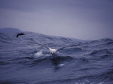 Gibsons Wandering Albatross Take-Off Flight Across Ocean Surface, Australia Photographic Print by Jason Edwards