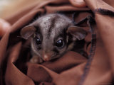 Endangered Leadbeaters Possum Peers from a Research Restraint Bag, Australia Photographic Print by Jason Edwards