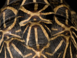Indian Star Tortoise at the Sunset Zoo, Kansas Photographic Print by Joel Sartore