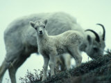 Dall's Sheep Lamb and Ewe, Alaska Photographie par Michael S. Quinton