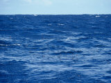 Flock of Wilsons Storm Petrels Feeding on the Ocean Surface, Australia Photographie par Jason Edwards