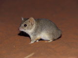 Endangered Mulgara, Ampurta, Hunting and Foraging on a Sand Dune, Australia Photographie par Jason Edwards
