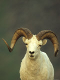 Full Curl Dall's Sheep Ram, Alaska Photographic Print by Michael S. Quinton