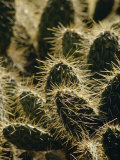 Dangerous and Painful Prickly Pear Cactus Spines Backlit by the Sun, Melbourne Zoo, Australia Photographic Print by Jason Edwards