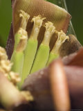 Detail of Banana Clusters, California Photographic Print by Rich Reid