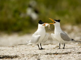 Courting Caspian Tern Caspian Tern Offers Up a Fish Photographic Print by Tim Laman