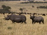 Endangered Black Rhinoceros with a Large Calf Cross the Savannah Photographic Print by Jason Edwards