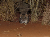 Endangered Mulgara, Ampurta, Hunting in Spinifex Sand Country, Alice Spring Desert Park, Australia Photographie par Jason Edwards