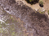Hippos Struggle in Drying Mud, The Katuma River, Katavi National Park, Tanzania Photographic Print by Michael Fay