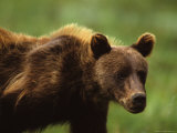 Grizzly Cub, Alaska Photographic Print by Michael S. Quinton