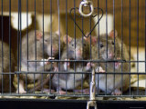 Domestic Rats at the Sutton Avian Research Center, Bartlesville, Oklahoma Photographic Print by Joel Sartore