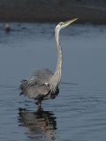 Great Blue Heron Wades in a Salt Marsh Photographic Print by George Grall