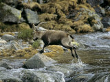 Ibex Jumping over a Creek Photographic Print by Kenneth Garrett