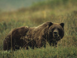 Grizzly Bear, Alaska Photographic Print by Michael S. Quinton