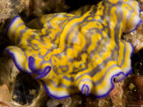 Flatworm Crawls over the Reef, Malapascua Island, Philippines Photographic Print by Tim Laman